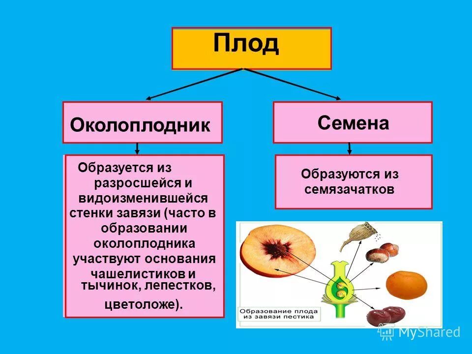 Строение плода околоплодник. Строение плода растения 6 класс биология. Схема строения плодов 6 класс. Строение плода 6 класс биология схема. Околоплодник у плодов цветковых растений.