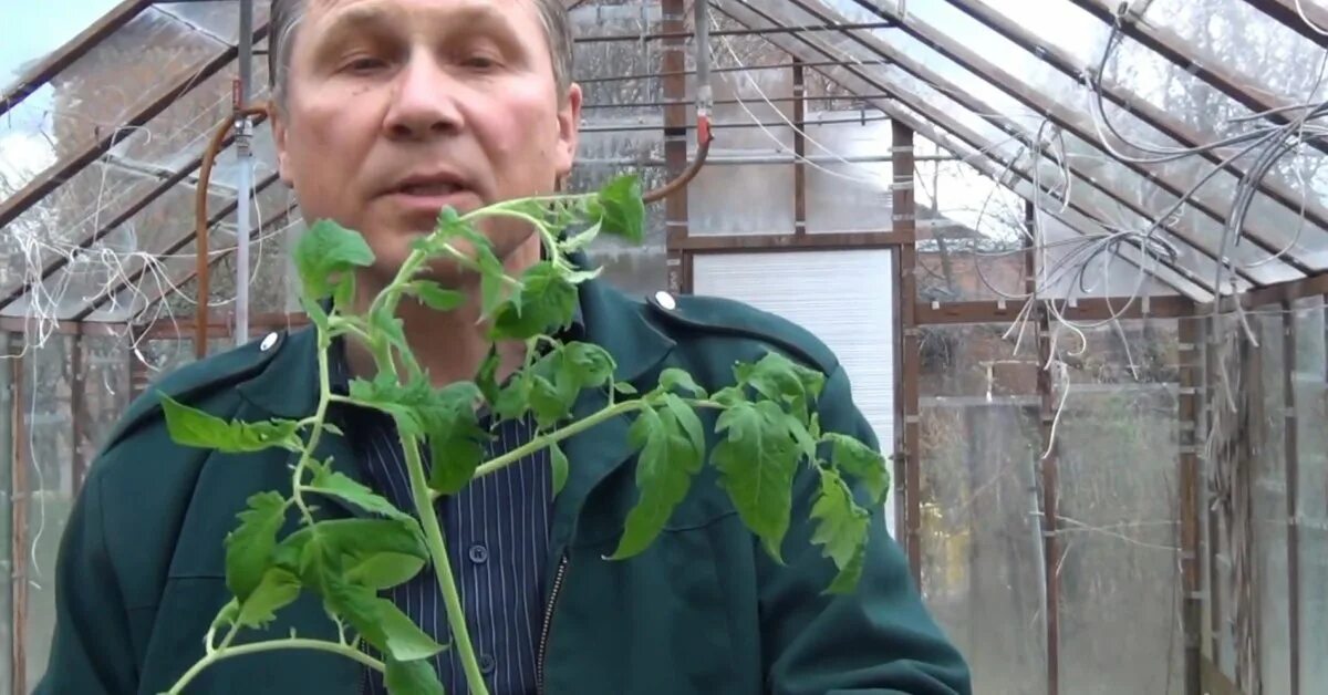 Посадка томатов лежа в теплице. Сажалка для рассады томатов. огород тв. дела огородные тв.
