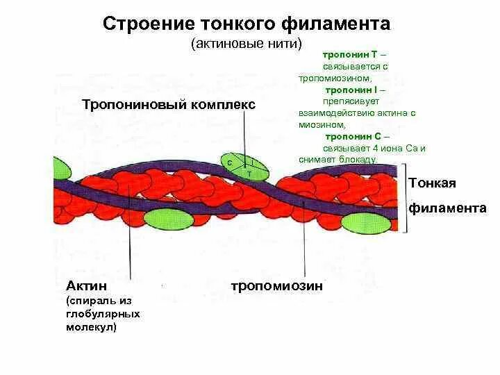 Нити актина. Тропомиозин и тропонины. Строение тонкого филамента.. Строение миозинового филамента. Тонкие актиновые филаменты. Актиновые нити строение.