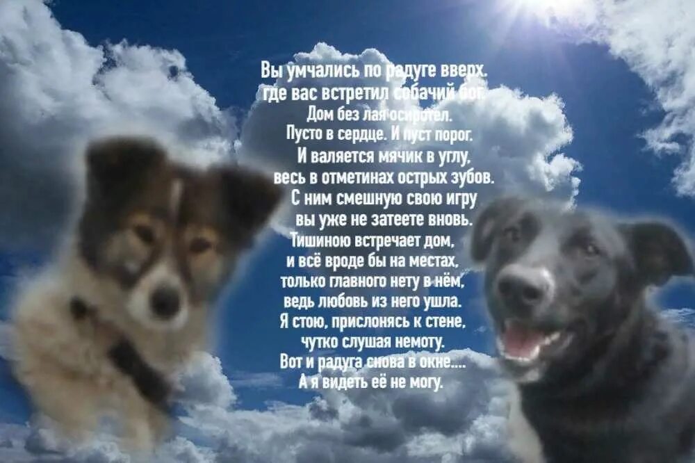 Где собака умерла. Стих про собаку. Стихи на смерть собаки. Молитва за животных. Стихи в память о собаке.