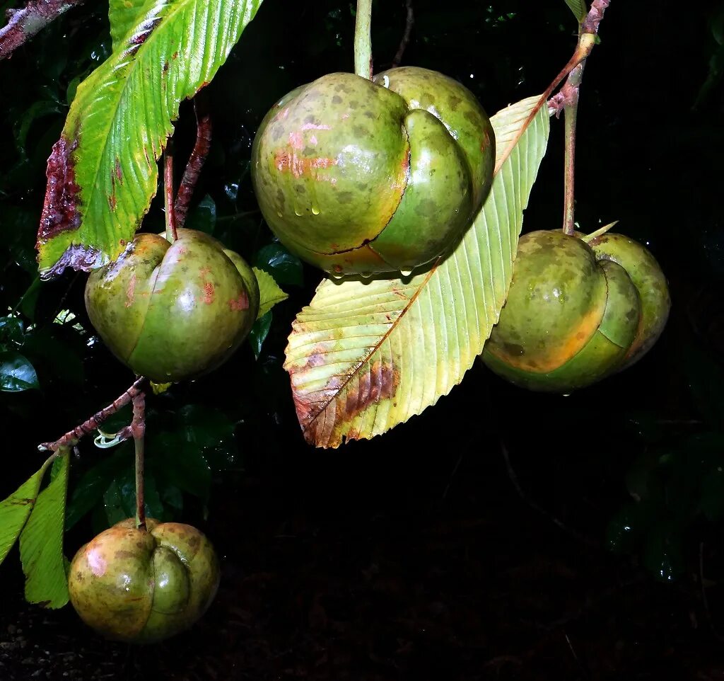 Elephant apple. Dillenia Indica, Дилления индийская, Чалта.. Дилления индийская слоновое яблоко. Dillenia suffruticosa. Семейство Диллениевые Dilleniaceae.