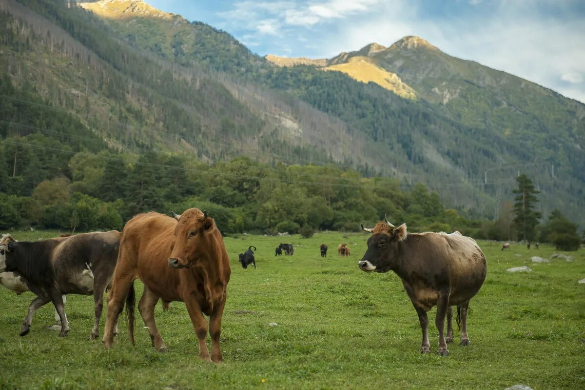 Телята черного цвета. Авито карачаево-черкесия телята бычки. Коровы в чеченской республике. Бычок 6 месяцев. Бычок черно белый 6 месяцев.