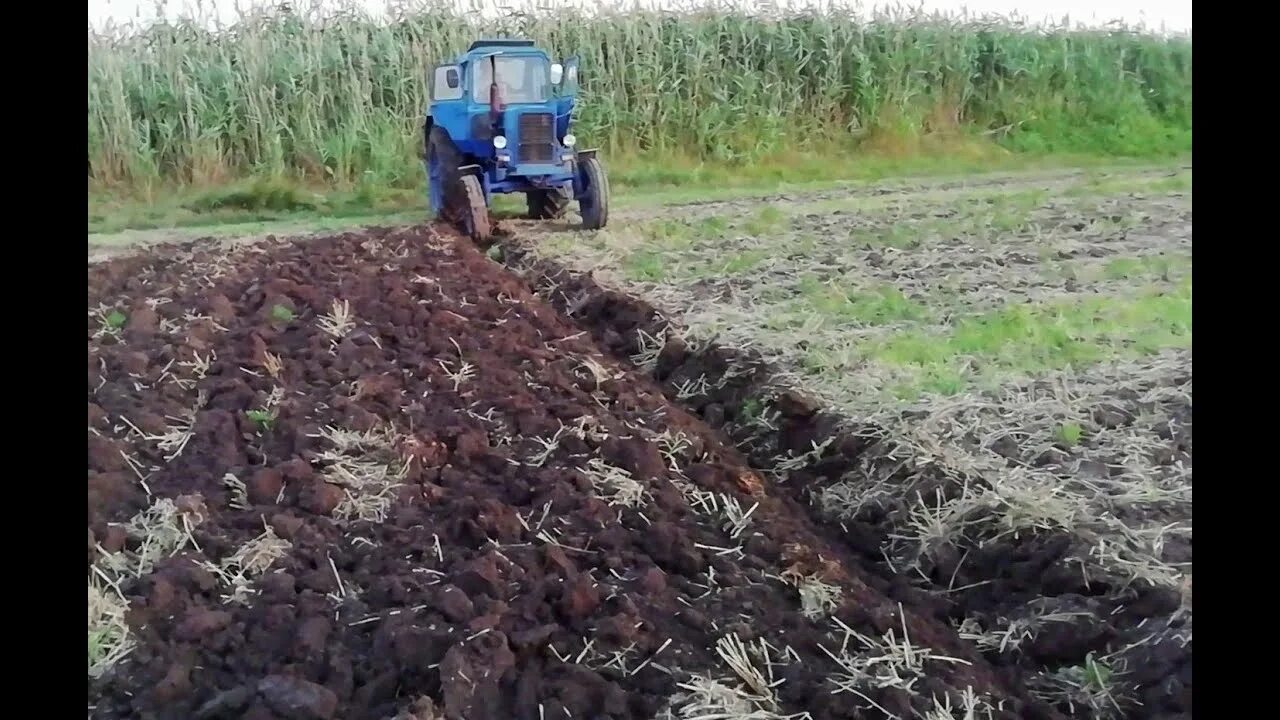 На какой передаче пахать. МТЗ 80 С плугом. Вспашка полупара. МТЗ-80 С плугом пашет поле. Вспашка с углоснимом.