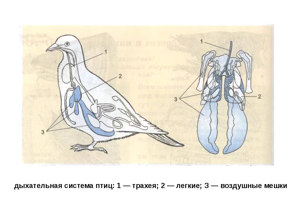 В легкие птиц поступает. Система органов дыхания птиц органы дыхания птиц. Дыхательная система птиц 1. Система органов дыхания птиц схема. Схема строения дыхательной системы птиц.