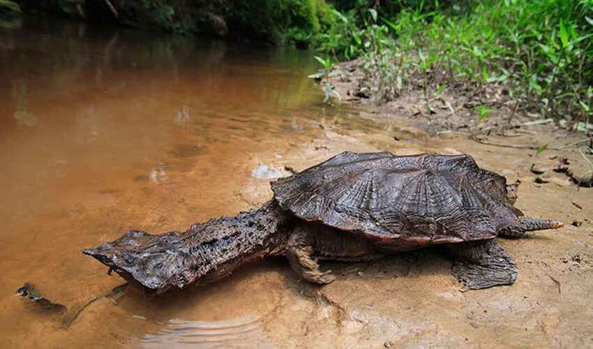 Черепаха Матамата. Бахромчатая черепаха (мата-мата). Бахромчатая черепаха. Черепаха Матамата Южная Америка.