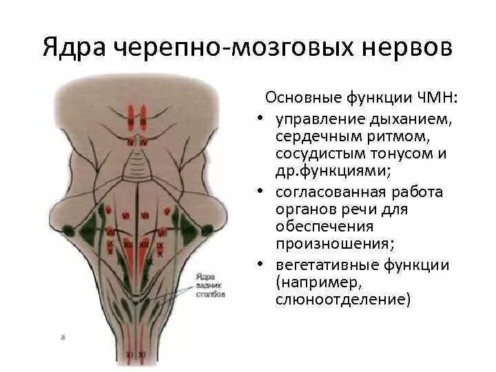 Ядра черепных нервов головного мозга. Ядра III-IV пар ЧМН. Ядра 9 - 12 пар черепных нервов располагаются:. Ядра черепных нервов 9-12. Ядра 12 пары черепных.