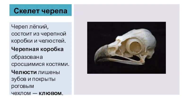 Образована тремя сросшимися костями. Роговой чехол клюва. Роговой чехол покрывающий клюв. Роговые чехлы на костных челюстях. Скелет класса черепных.