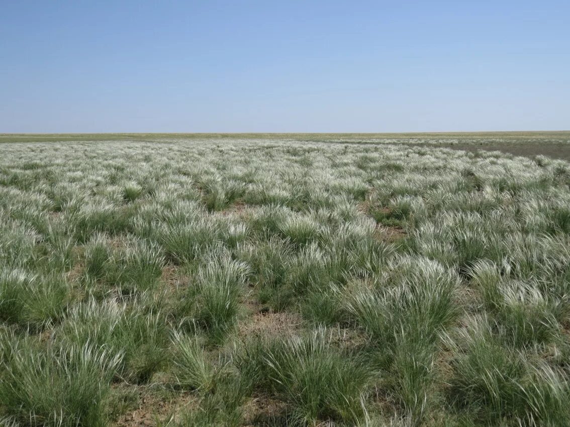 джунгарская полынь. буш полупустыни австралии. малли скрэб. растения степи и полупустыни. растения степи и полупустыни.