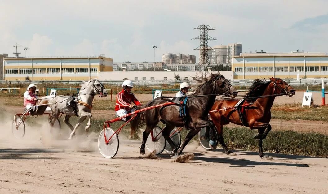 Орловский жеребец кипарис. Тюменский ипподром. Тюменский ипподром бега. Конный ипподром в тюмени. Алтайский конный завод.