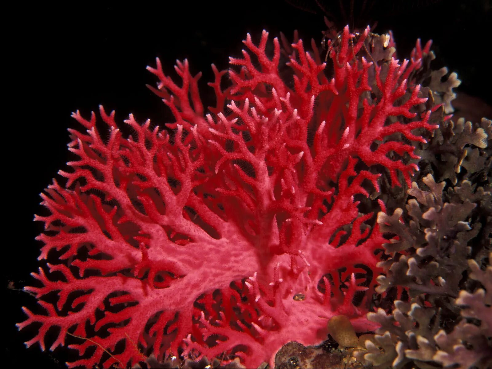 Red coral. Коралловые полипы Кишечнополостные. Красный коралл Кишечнополостные. Коралловые полипы красный коралл. Хондрус водоросль.