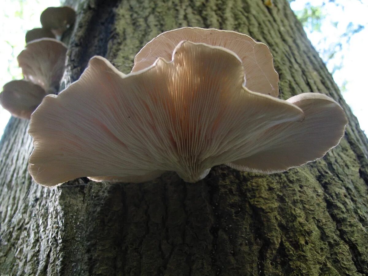 Вешенка устричная (Pleurotus ostreatus). Вешенка обыкновенная (Pleurotus ostreatus). Вёшенка обыкновенная. Вёшенка обыкновенная / Pleurotus ostreatus. Вешенка опята