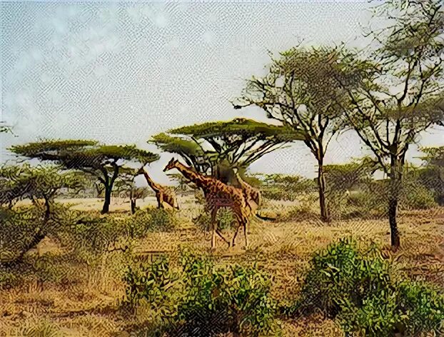 Саванны южной америки. Зона саванн и редколесий в северной америки. Урок 2 класс африканская саванна. Саванны и редколесья африки. Африканская саванна уровень организации.