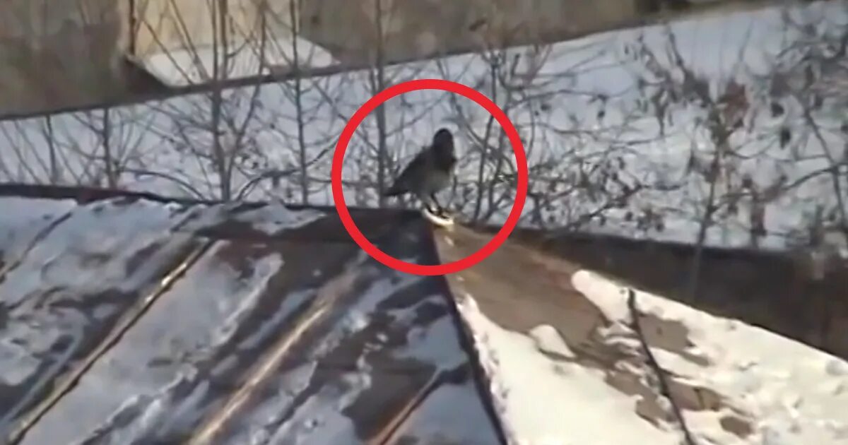 Where winter crows go