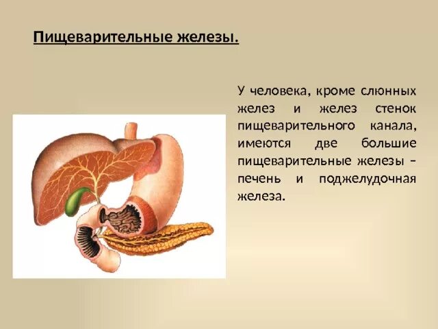 Строение пищеварительной системы пищеварительные железы. Пищеварительные железы человека анатомия. Печень и поджелудочная железа органы пищеварительной системы. Строение пищеварительных желез человека. Больших пищеварительных желез