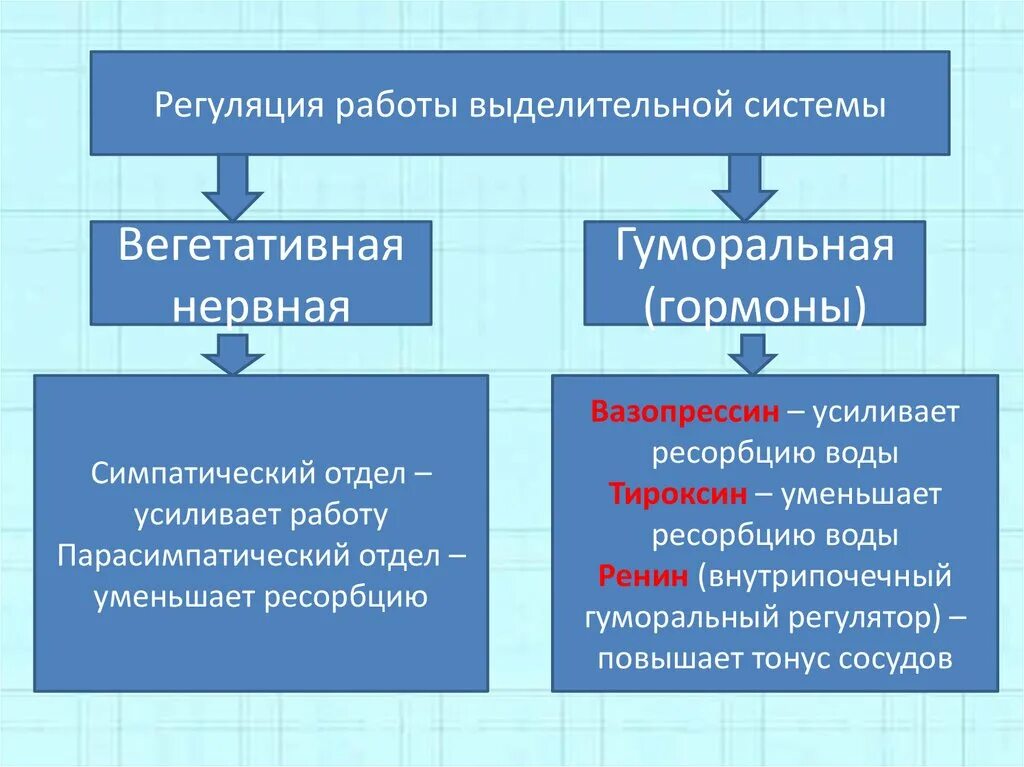 Гуморальная регуляция работы почек. Регуляция выделительной системы схема. Регуляция работы выделительной системы. Гуморальная регуляция выделительной системы. Гуморальная регуляция работы выделительной системы.