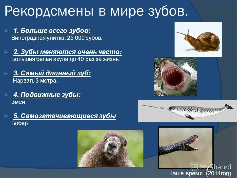 У какого животного большие зубы. У какого животного больше всего зубов. у кого больше всего зубов. у кого больше всех зубов. у кого из животных больше всего зубов.