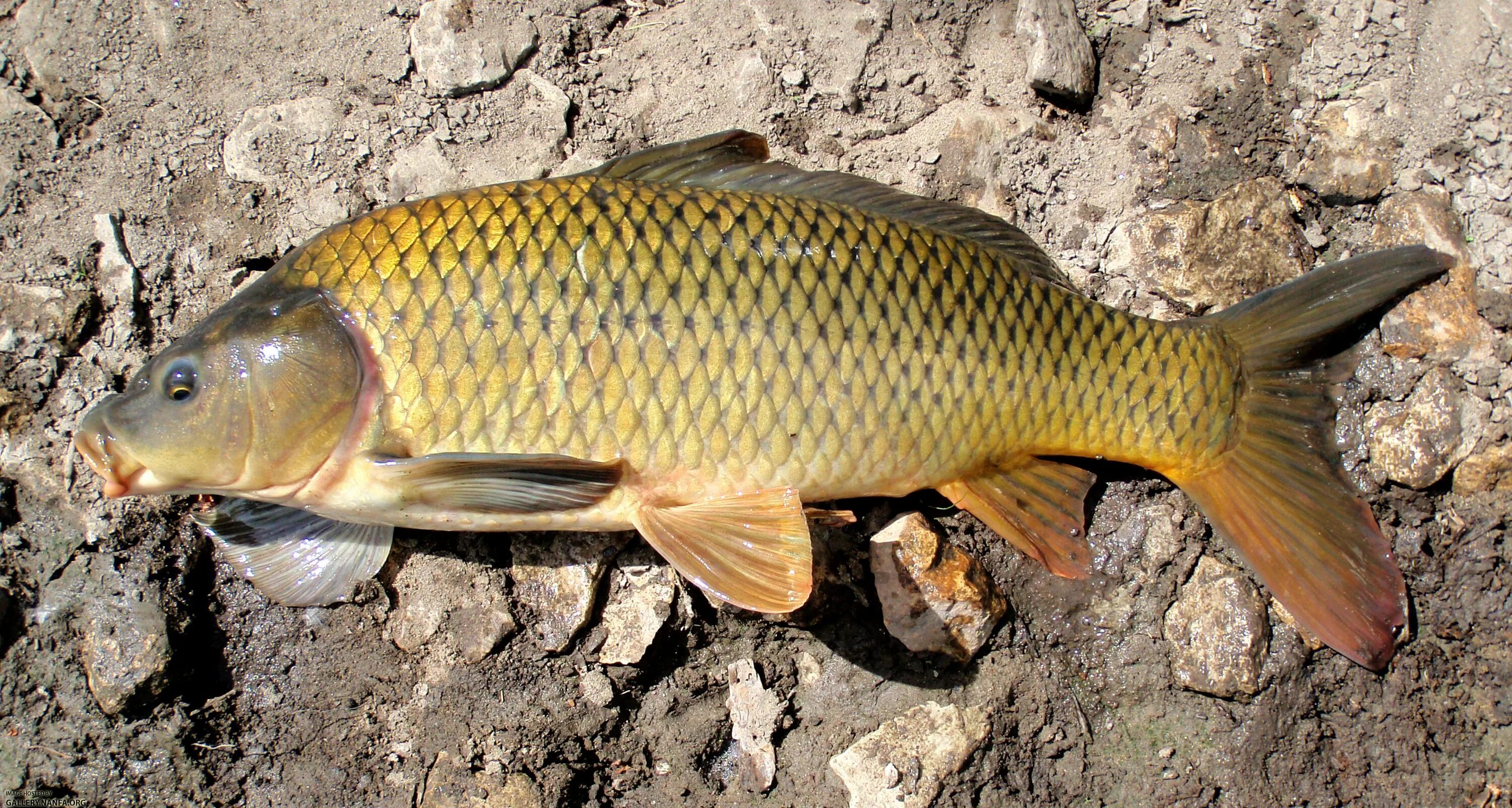 сарбоянский карп. карп (cyprinus carpio). карп рамчатый. карп (cyprinus carpio). сазан (= карп обыкновенный) – cyprinus carpio.