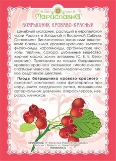 Сколько можно боярышника в день