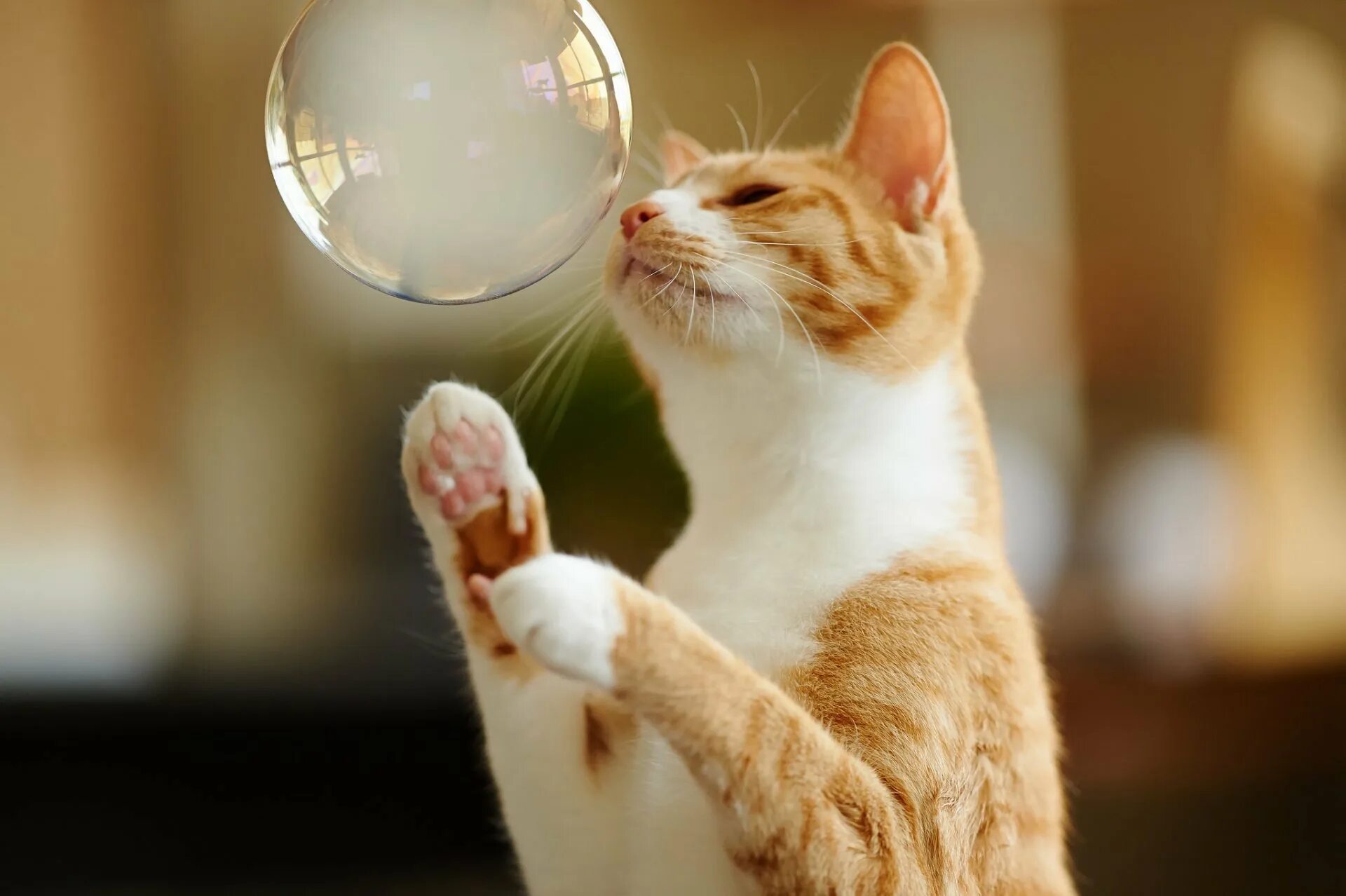 Смешной кот. Радостный кот. Котик и мыльные пузыри. Мыльные пузыри для кошек. Веселые кошечки