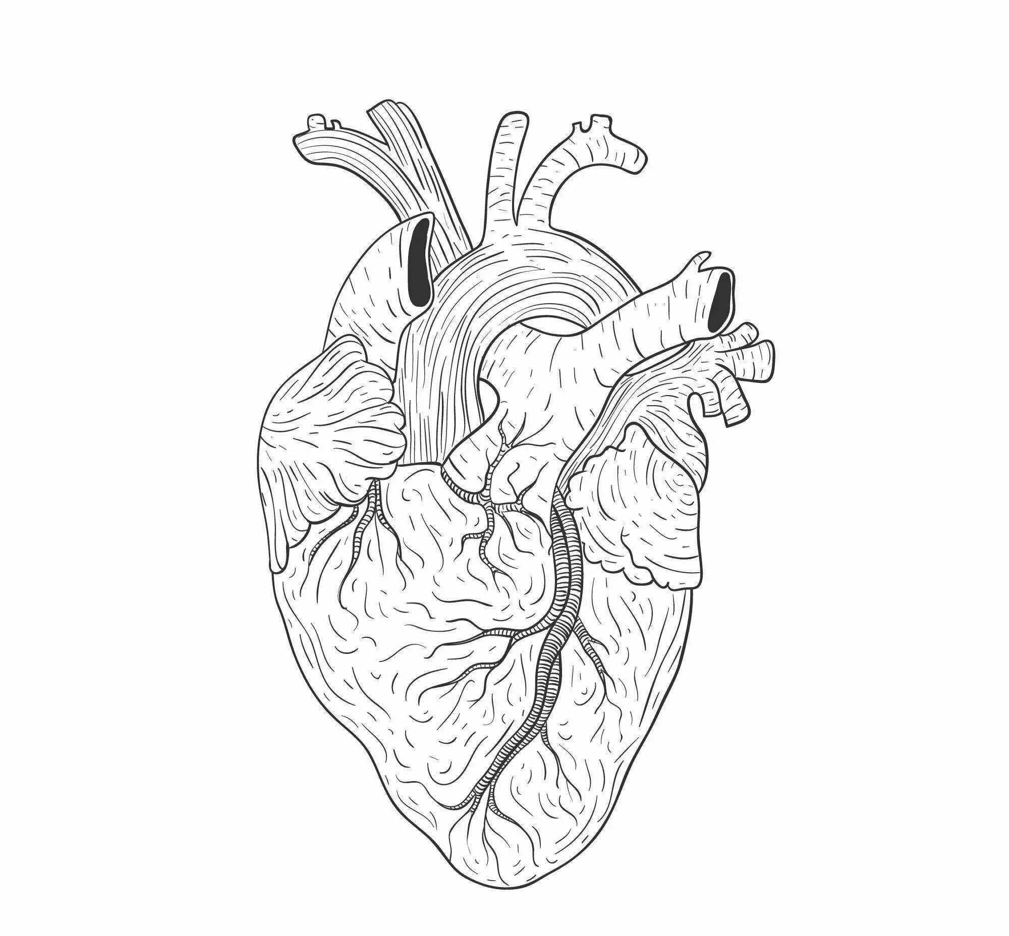 Орган сердце человека рисунок. Сердце рисунок. Серце человека черо белое. Человеческое сердце раскраска.