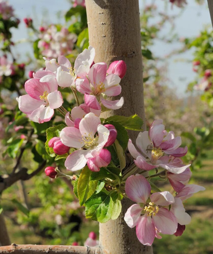 с белых яблонь дым. белых яблонь дым средство.