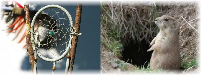 выдра на рыбалке. поймайте животное с помощью. поймайте животное с помощью. медведь прыгает. обезьяна с палкой.