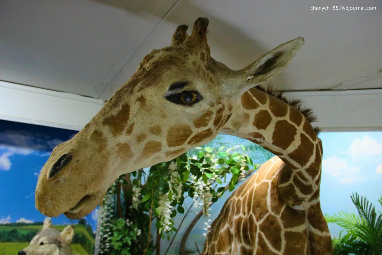 Giraffe manor (усадьба жирафов), кения. Национальный музей кении найроби значок. Зоопарк на воробьевых горах. Музей жирафов. Московский зоопарк музей истории зоопарка.