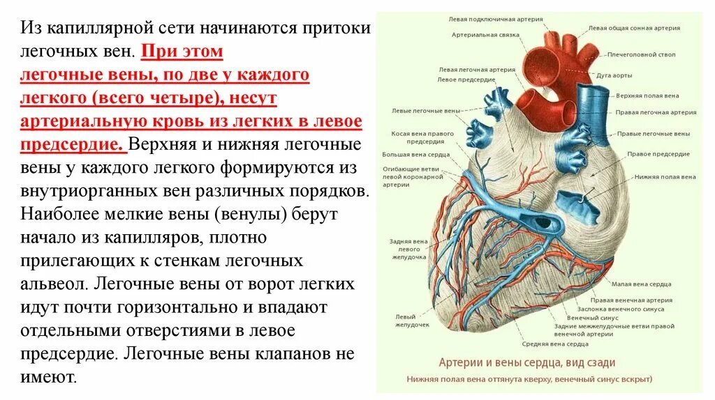 Сердечный центр где находится