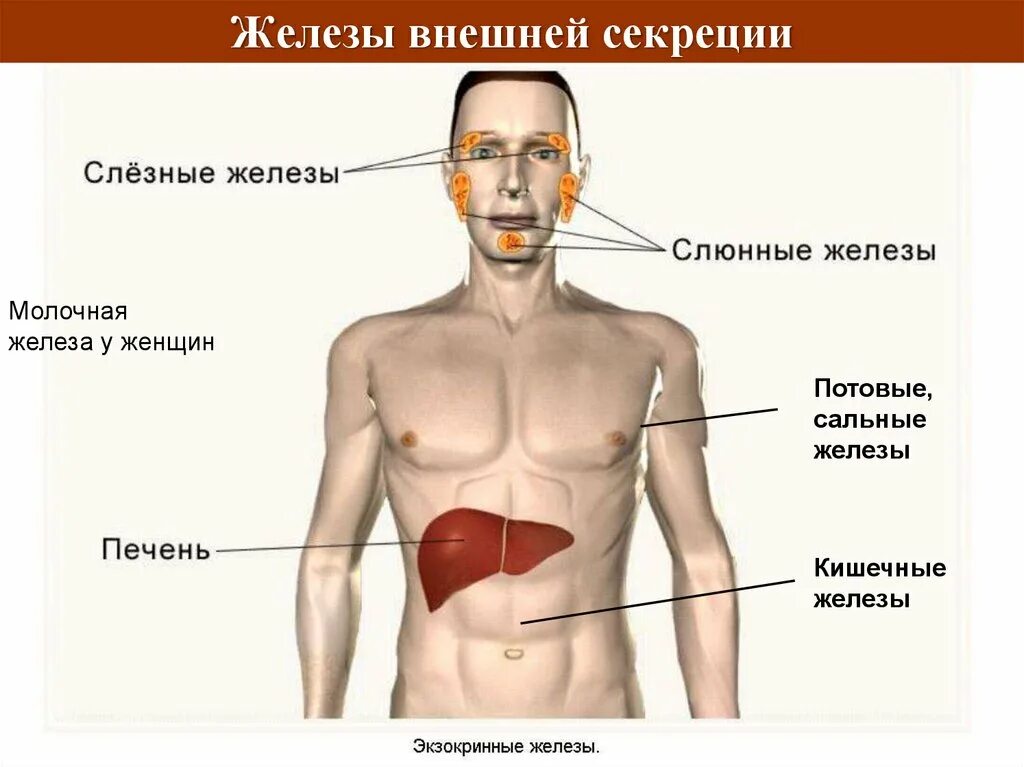 Эндокринная система железы внутренней и внешней секреции. Железы внешней секреции человека. Эндокринная система железы внешней секреции. Железы внешней секреции рисунок. Печень внутренняя железа