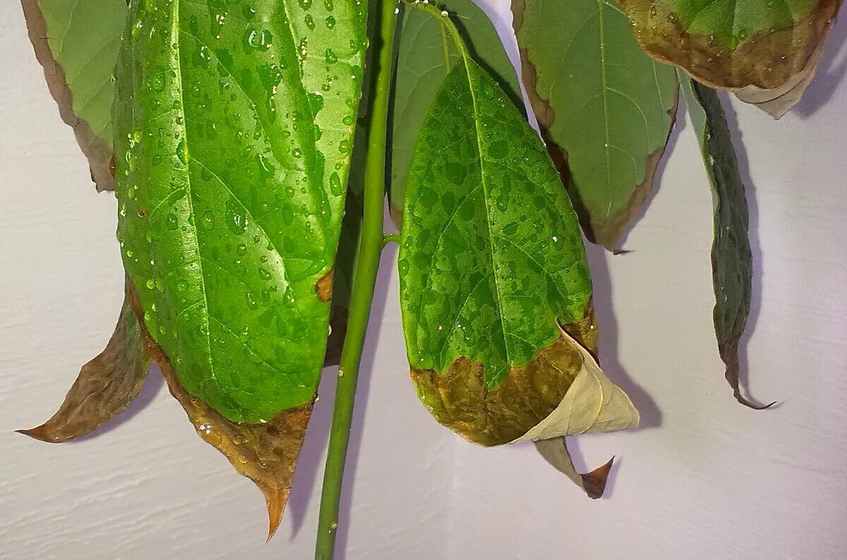 Сухие края листьев. Листья авокадо кончики листьев сохнут. Сохнут листья у авокадо кончики. Листья авокадо засыхают. Авокадо подсыхают кончики листьев.