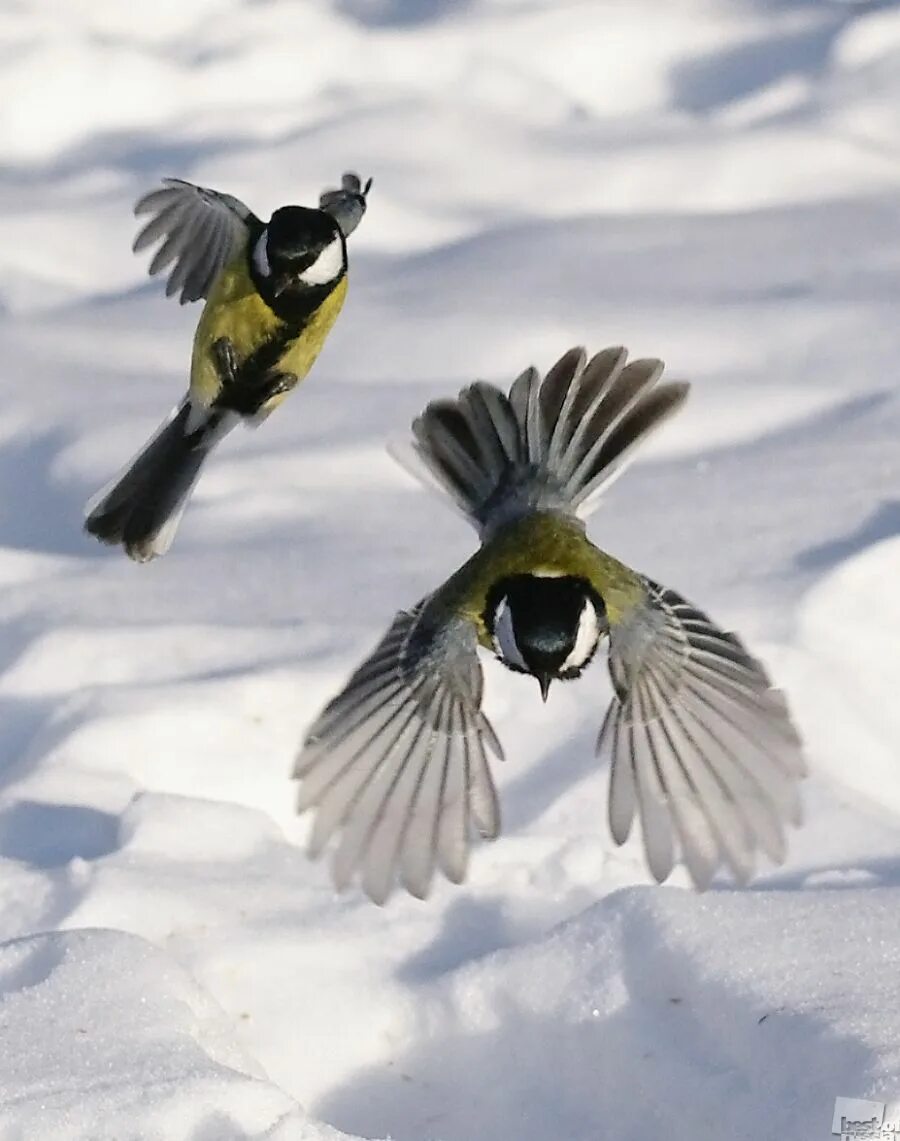 Птицы летающие зимой. Птица в полете. Зимние птицы. Синица в полете. Синичка в полете.