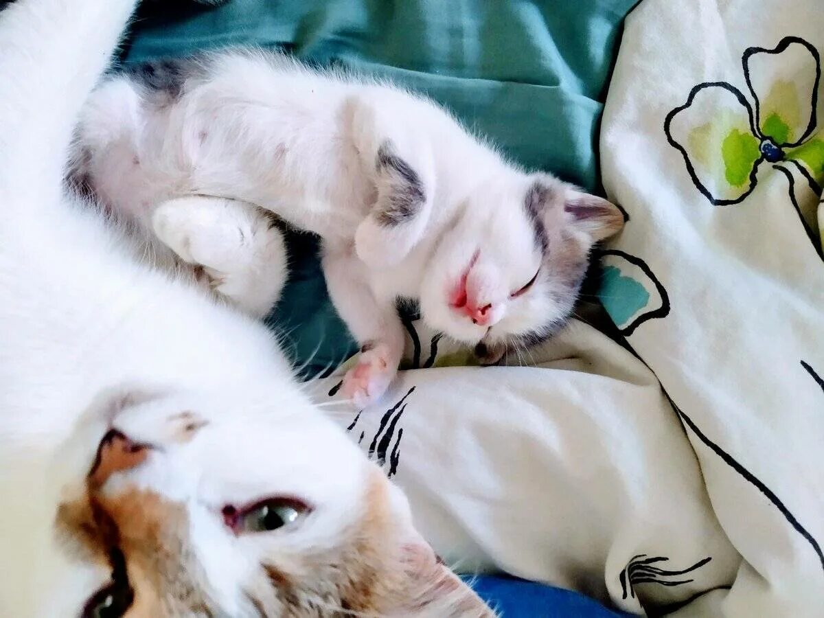 К чему снится рожающая кошка. Котенок мнет лапками. кот мнет лапами одеяло. котик перебирает лапками. кошка месит лапами одеяло.