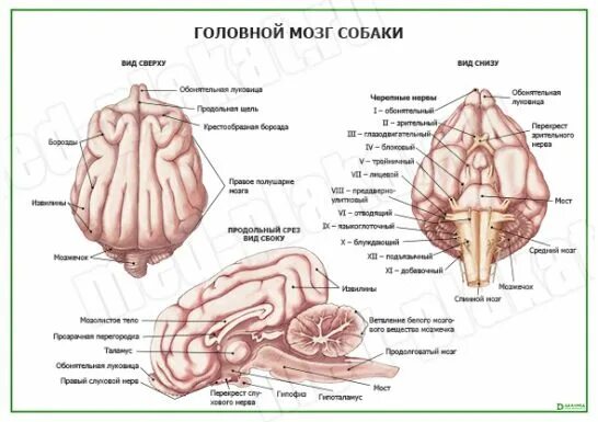 Мозг собаки отделы. Головной мозг собаки. Отделы мозга собаки. Строение головного мозга собаки. Базальная поверхность головного мозга собаки.