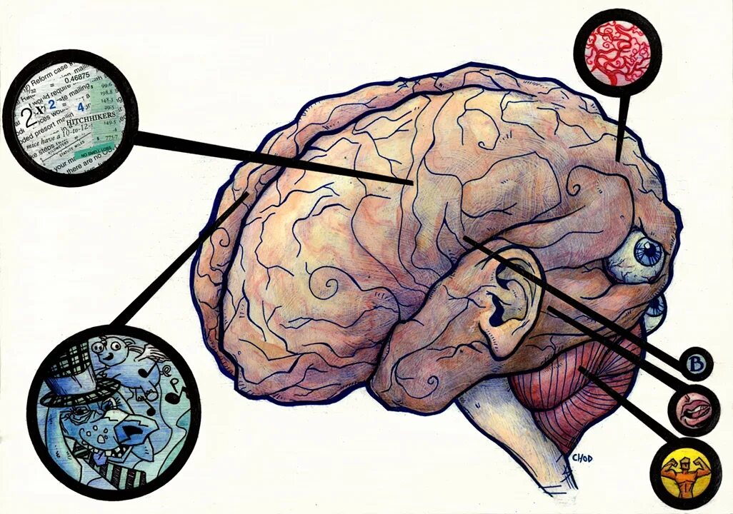 Мозг рисунок. Процессы в мозге. Активность головного мозга. Нейрофизиология мозга.