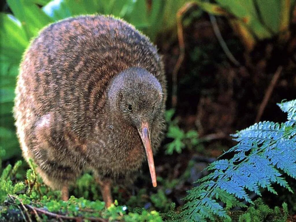 Кличка новозеландца 4 буквы. Киви птица. Птица киви символ новой Зеландии. Новозеландский киви. Бескрылая птица киви.