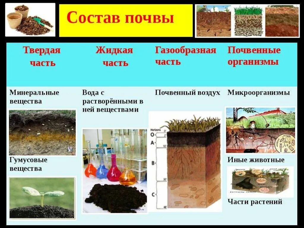 Структура почвы 5 класс биология. Состав почвы. Состав почвы схема. Почва состав почвы.