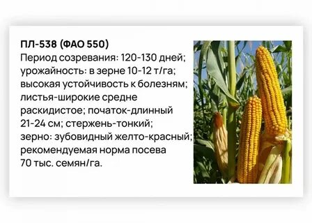 Семена кукурузы мас 38д описание 
