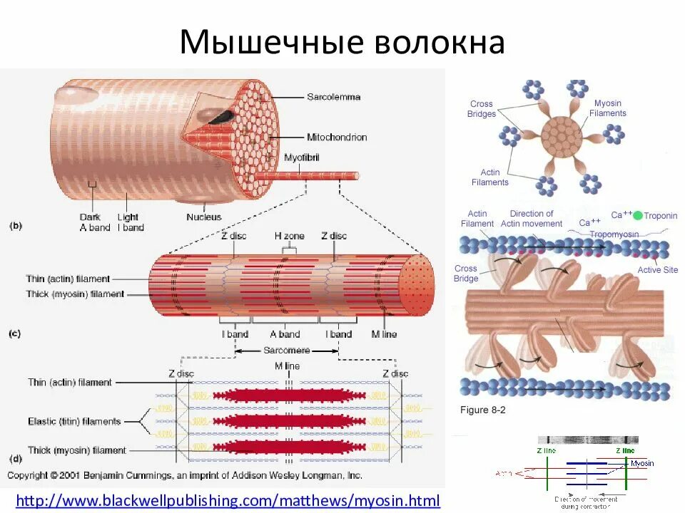 Мышечное волокно это. Волокна разных типов мышечной ткани. Схема мышечного волокна. Деление мышцы на волокна. Схема регенерации мышечного волокна.