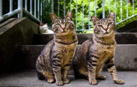 Look cat