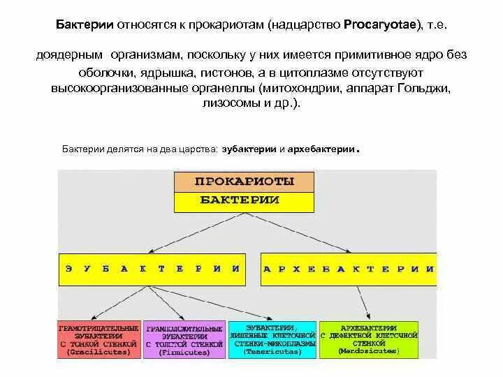 Относят к группе прокариот