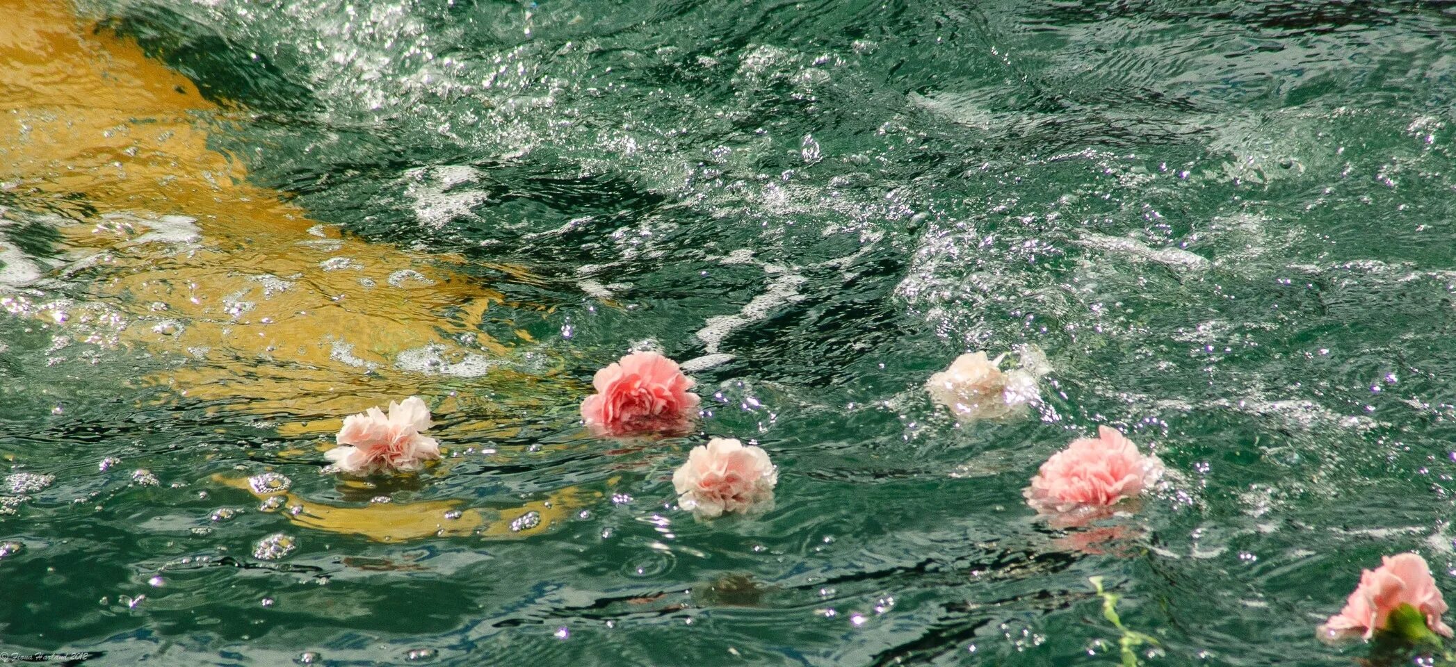 Цветы на воде. Розовые цветы вода. Вода Эстетика. Цветы на фоне воды.