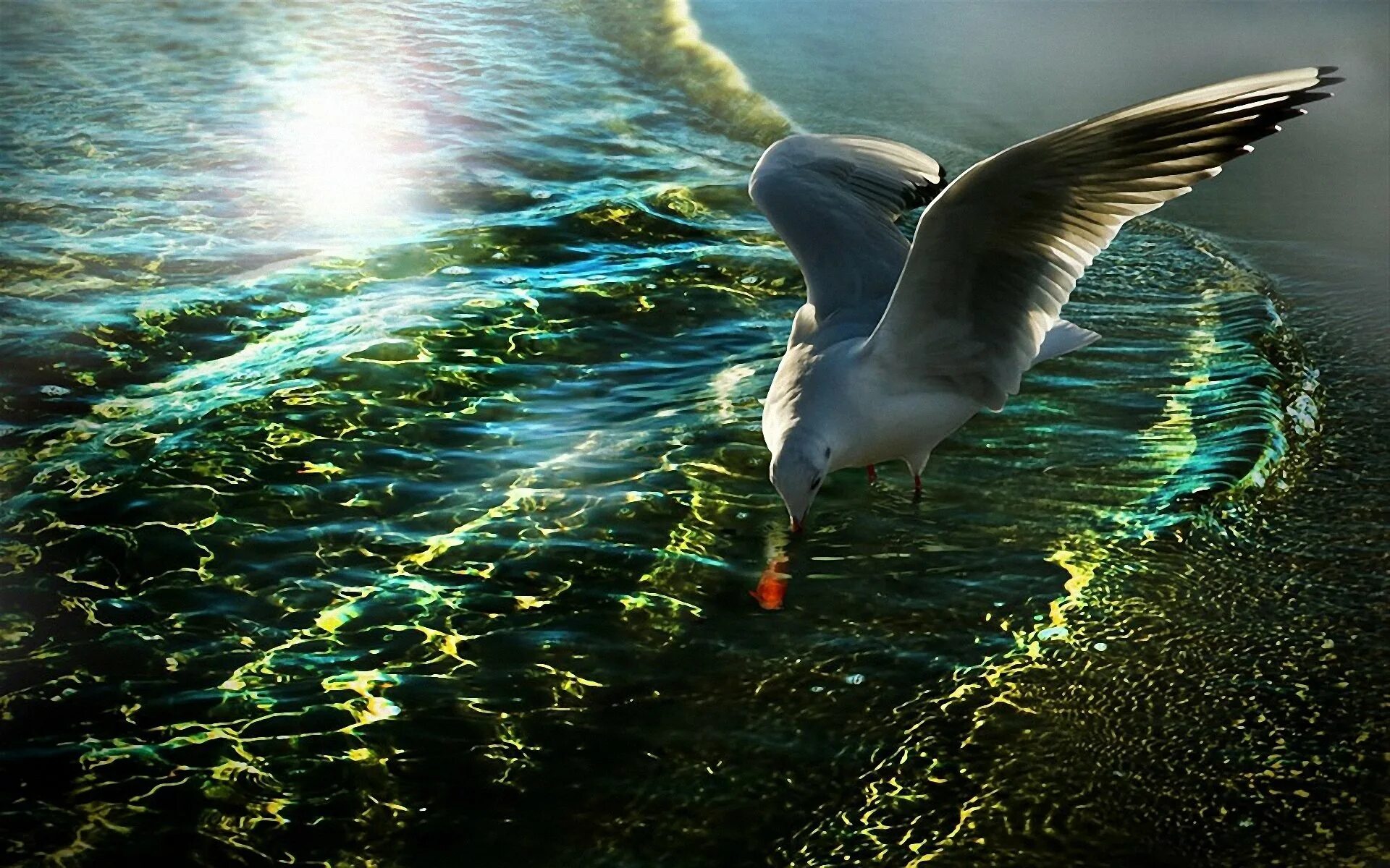 Рыбы птицы высоко. Птицы над водой. Птицы над морем. Чайки над морем. Полет над морем.