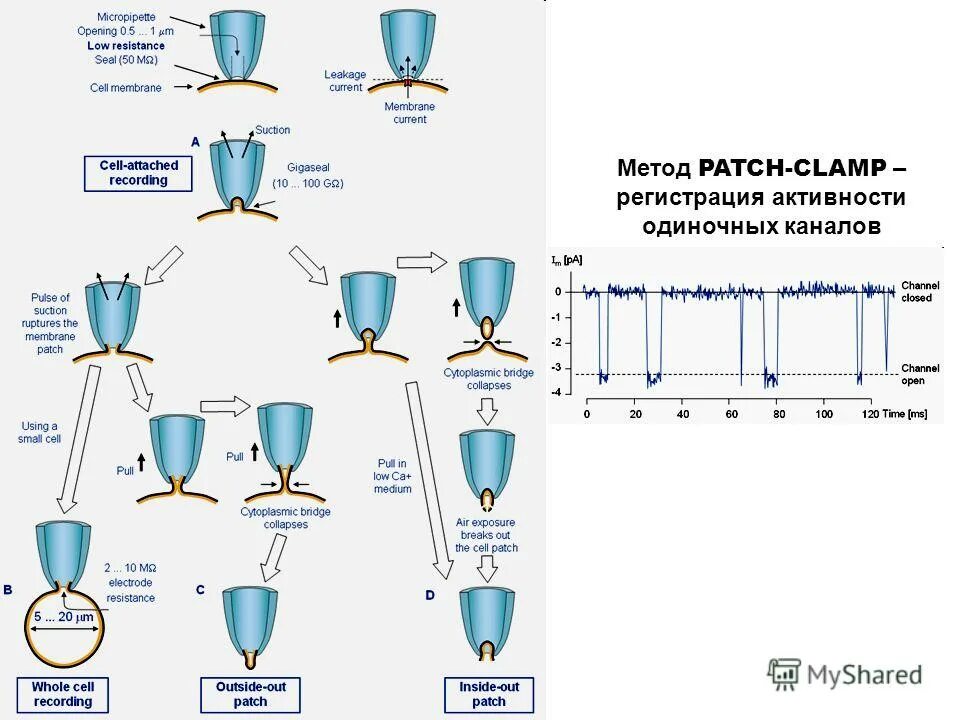 Patch clamp метод. Метод локальной фиксации потенциала. Patch clamp физиология. Patch clamp метод. Метод двухэлектродной фиксации потенциала.