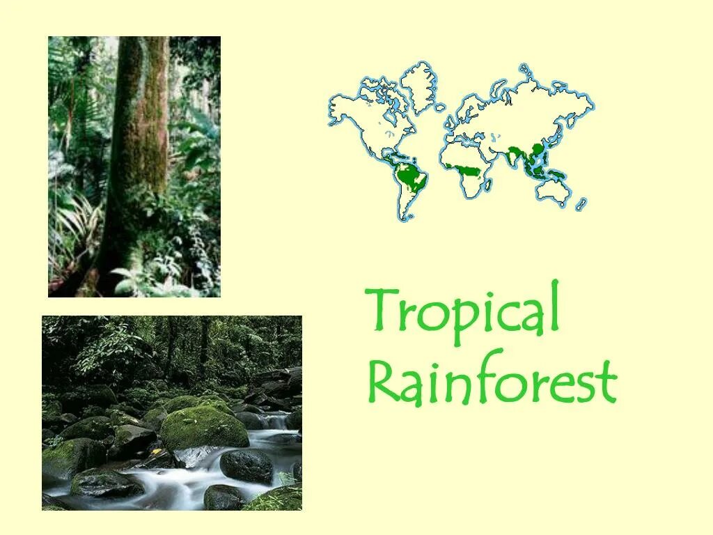 Тропикал Рейнфорест. Влажные тропические леса плакат. Растения влажного тропического леса с названиями. Save the Rainforests плакат.