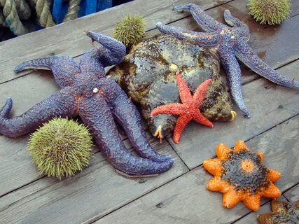 Морских ежей морских звезд