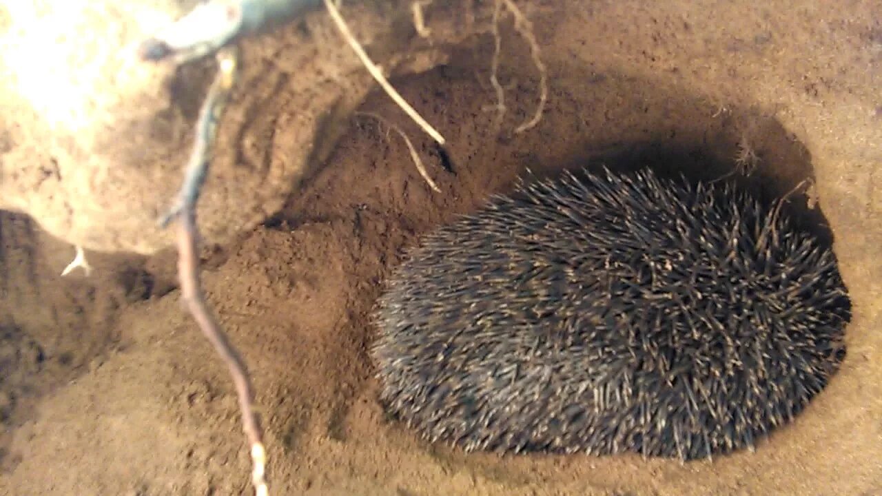 Еж вые норы. Ежик в норке. Норка ежа. Норки ежиков в природе. Еж в норе.