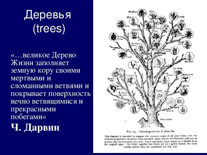Древо жизни по дарвину. Дарвин деревья. Тату дарвин. Постеры биология. Дарвин деревья.