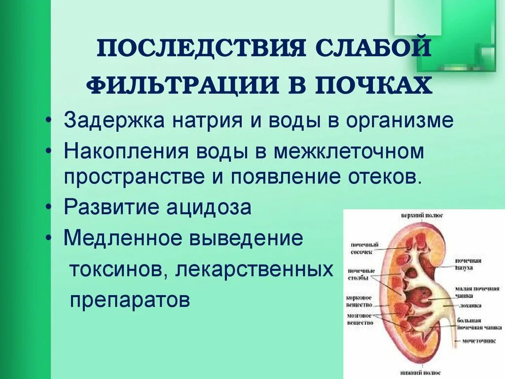 Сколько воды в почках. Задержка натрия и воды почки. Задержка натрия в почках. Афо почек.