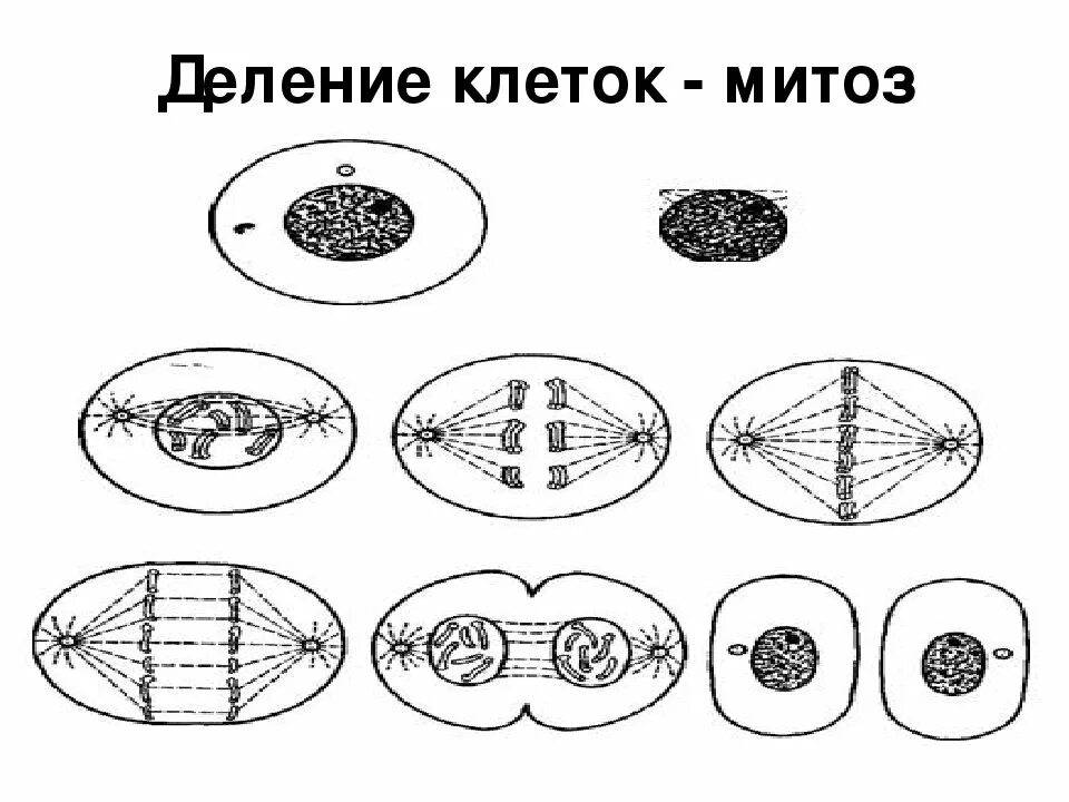 Деление клетки митоз. Деление клетки митоз схема. Схема митотического деления клетки. Схема митотического деления растительной клетки. Схема непрямого деления клетки.