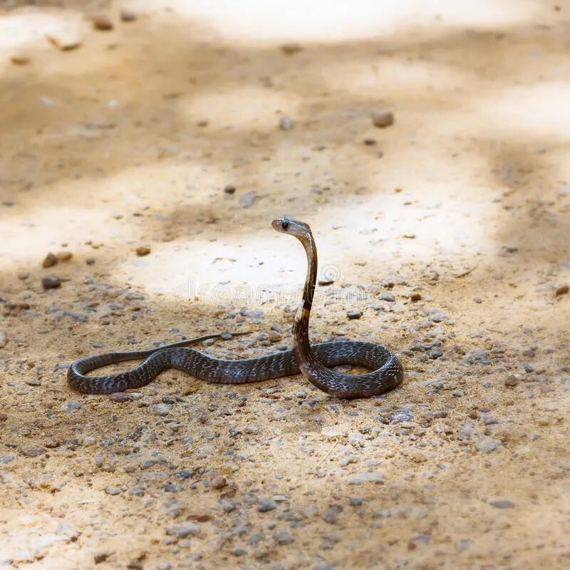Какую среду обитания освоила песчаная змея. Маленькая Песчанка змея. Песчаная змея Medium 24 см.